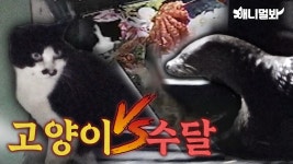 전어 맛집으로 소문나서 밤마다 야생 동물이 방문하는 횟집 (최대 피해자 사장님;;)ㅣIt is famous for the shads so the wild... 