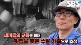 수달들이 방파제 위 횟집을 드나드는 이유※ | ZUM TV