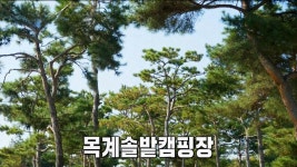솔향 가득 힐링 쉼터! 목계솔밭 캠핑장★ | ZUM TV