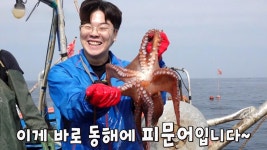 가을 바다의 진미! 크기×맛 월등한 동해안 피문어잡이↗ | ZUM TV