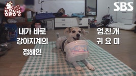 [예고] 엄친아 귀요미라고 들어봤니? 노래도 잘하고 애교도 잘하고 수영도 잘하는 우리 강아지🐶 | TV 동물농장 | SBS | ZUM TV