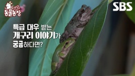 [예고] 짬뽕집에 행운을 가져다주는 개구리🐸 금순이와 금복이 덕분에 우리는 행복해! | TV 동물농장 | SBS | ZUM TV