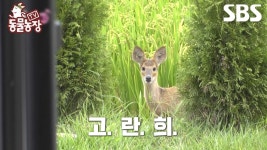 [예고] 첫사랑을 부르듯 간절히 찾던 이는 고란희,,? 이제는 볼 수 없는 너, 가슴 절절한 사랑 이야기😢 | TV 동물농장 | SBS | ZUM TV