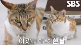 미용실 무단칩거 중인 뻔뻔 고양이 ‘애기’ | ZUM TV