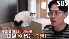 거대 고양이 루피, 본격적인 ‘다이어트’ 시작★ | ZUM TV