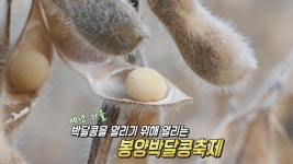 제천의 특산물! 즐거움이 콩콩 튀는 ‘봉양박달콩축제’ | ZUM TV