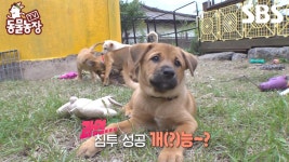 [예고] 아무리 꼼꼼히 막아도 침투해버리는 진상 5꼬물이들의 무단 침투 작전🐶 | TV 동물농장 | SBS | ZUM TV