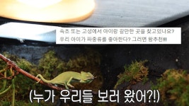 연 방문자만 25,000명! ‘파충류 카페’ 사장의 성공 비결★ | ZUM TV