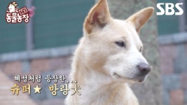 [예고] 모두가 사랑하는 슈퍼스타 강아지 몽실이🐶 아무도 몰랐던 몽실이의 비밀은?! | TV 동물농장 | SBS | ZUM TV