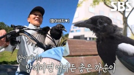 사고뭉치 까치 ‘까순이’의 할아버지만을 향한 사랑 대공개♥ | ZUM TV