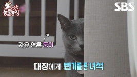 [예고] 대장 까망이에게 반기를 든 자유 영혼 둥이🐈⬛ 한 치의... | TV 동물농장 | SBS | ZUM TV [예고] 대장 까망이에게 반기를 든 자유 영혼... 