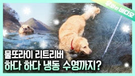 한파에도 굴하지 않고 강에 뛰어든다? 한파가 확실하다~┃Doesnt Matter if a Cold Wave Watch Is Issued! I Just Dive! | ZUM TV