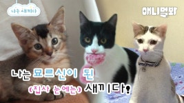 나도 새끼였다 ~묘르신 특집~ [애니멀봐 나새끼 101호] | I Was A Baby ~Old Cats Episode~ [I’m A Baby ep 101] | ZUM TV