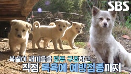 모두 한 핏줄이었던 ‘복실이’와 아기 강아지들 | ZUM TV