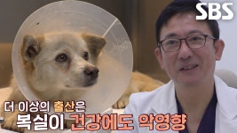 복실이의 행복과 건강 위한 중성화 수술 실시! | ZUM TV