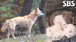 성치 않은 몸으로 야산 떠도는 강아지 ‘누렁이’의 사연 | ZUM TV