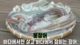 보양식 황제! 원기 회복의 대명사 ‘장어’ 종류별 특징★ | ZUM TV