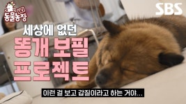 [예고] 세상에서 가장 사랑스러운 갑 똥개를 보필하는 을 부부들의 본격 똥개 보필 프로젝트 커밍 쑨🩷 | TV 동물농장 | SBS | ZUM TV