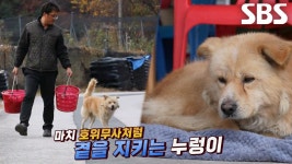 아저씨만 따라다니는 자유로운 떠돌이견 ‘누렁이’ | ZUM TV