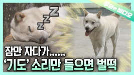 그러고는 기도터로 안내하기 시작하는데…┃And Then Starts To Guide... | ZUM TV