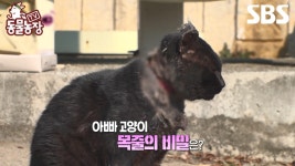 [예고] 화목한 고양이 가족의 행복을 방해하는 아빠 고양이의 목을 파고드는 정체불명의 줄🧣 | TV 동물농장 | SBS | ZUM TV