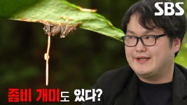 감염돼 죽은 개미 조종하여 좀비 만드는 ‘균’의 정체! | ZUM TV