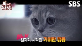 👻 | TV 동물농장 | SBS | ZUM TV [예고] 허공을 바라보며 놀라는... 기이한 행동 진짜 귀신을 보는 고양이...?👻  | TV 동물농장 | SBS | ZUM TV