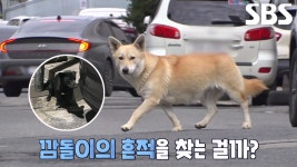 떠돌이견 ‘누렁이’, 길에서 누군갈 애타게 기다리는 이유 | ZUM TV
