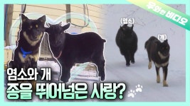 염소와 개, 우리는 칭구칭긔┃A Goat and a Dog! We Are Friends! | ZUM TV