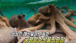 싱싱한 서해 해산물이 모두 모인 ‘궁평항수산물직판장’ | ZUM TV