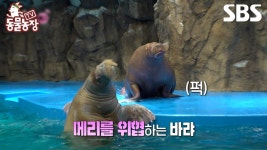 [예고] 7년 만에 만난 바다코끼리 메리X바랴 서로 까먹고 적으로 인식하다?!😮 | TV 동물농장 | SBS | ZUM TV