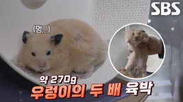 푸짐한 풍채 보유 중인 한별이 몸무게 대공개♨ | ZUM TV