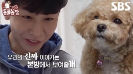 [예고] 136만 크리에이터 김한솔과 천재견 토리! 사람보다 더 똑똑한 반려견과의 이야기✨ | TV 동물농장 | SBS | ZUM TV