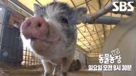[4월 20일 예고] 팜프로텍터 삶 즐기는 돼지의 여유로운 농장 생활 대공개★ | ZUM TV