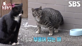 [예고] 넉 달째 부풀어 있는 배, 임신이 아니다?! 도움의 손길도 거절하는 위기의 엄순이😮 | TV 동물농장 | SBS | ZUM TV