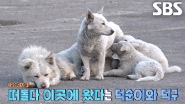 덕순이네 가족, 공장 안 견사에서 생활하고 있었던 이유 | ZUM TV