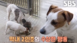 승마장 환장의 말썽쟁이 2인조 ‘아리아×달호’ | ZUM TV