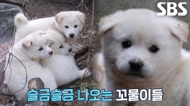주차장에 숨겨둔 백구의 새끼, 꼬물이 3남매 등장★ | ZUM TV