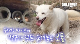 주차장을 벗어나지 못하던 어미 개 백구의 사연 (감동주의🥹)ㅣMother Dog Who Cant Leave From The Parking Lot | ZUM TV