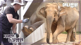 [자이언트동물병원] 내원 환자 : 코끼리 코순이님ㅣ[Animal Hospital For Giant Animals] Patient: Elephant Kosoon | ZUM TV