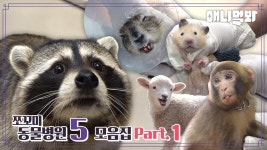 [쪼꼬미 동물병원5] 내원 환자 모음집 Part. 1ㅣ[Animal Hospital For Tiny Animals 5] Compilation Of Patients Part 1 | ZUM TV