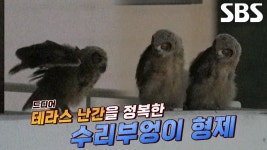 이소 앞둔 수리부엉이 형제들의 준비 | ZUM TV