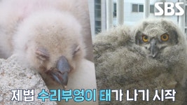 어머님은 짜장면에 밥까지 드셨어.. 어머님은 짜장면에 밥까지 드셨어.. 야이 야아이야♪ l Mother Otter Doesnt Look After Her... 