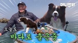 -향해 이상 무 🌊- 바다로 출근합니다🚤ㅣDog Off To Sail A Boat! | ZUM TV