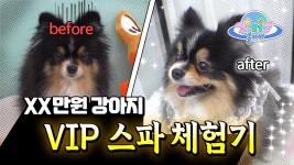 견생 최고의 호사💎 럭셔리 강아지 스파 체험기🐶ㅣLuxury Spa For The Dogs | ZUM TV