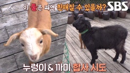 누렁이, 같은 아픔 갖고 있는 ‘까미’와 친해지기 대작전 실시! | ZUM TV