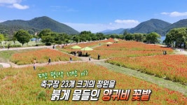 붉은 ‘양귀비’ 꽃 물결이 일렁이는 물의 정원! | ZUM TV