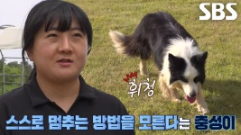 충성이, 다리 절뚝거리면서까지 도는 이상 행동의 이유! | ZUM TV