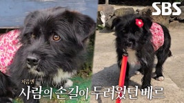 맬러뮤트 대가족과 함께 살게 된 ‘베르’의 가슴 아픈 사연↘ | ZUM TV