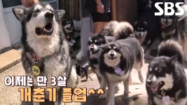 ‘수제 통만두’ 남녀노소 누구나 좋아하는 통갈비 만두! | ZUM TV